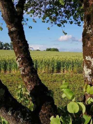 Villa Les Cyprès de Crose à Badefols-sur-Dordogne Extérieur photo